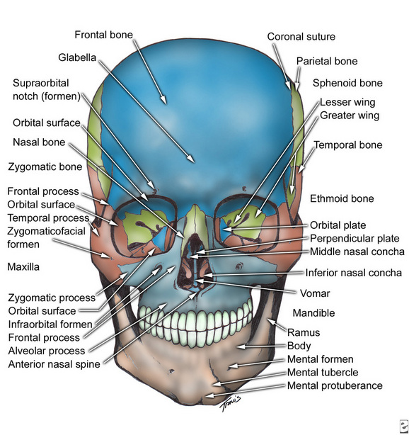 Bones of the Skull - anatomy M.A.D. :)